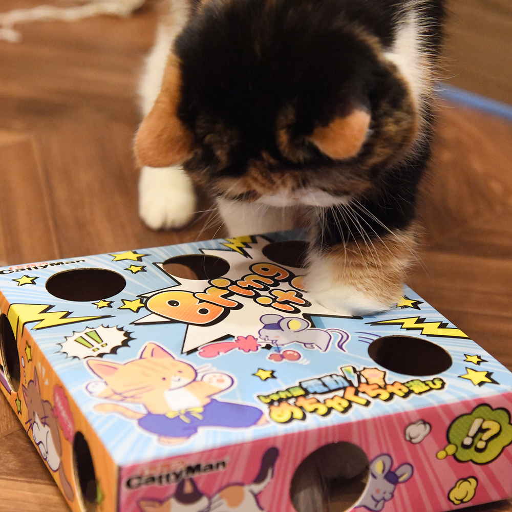 ドギーマンハヤシ じゃれ猫 電動めちゃくちゃ遊び 【ご予約】 商品画像(2)
